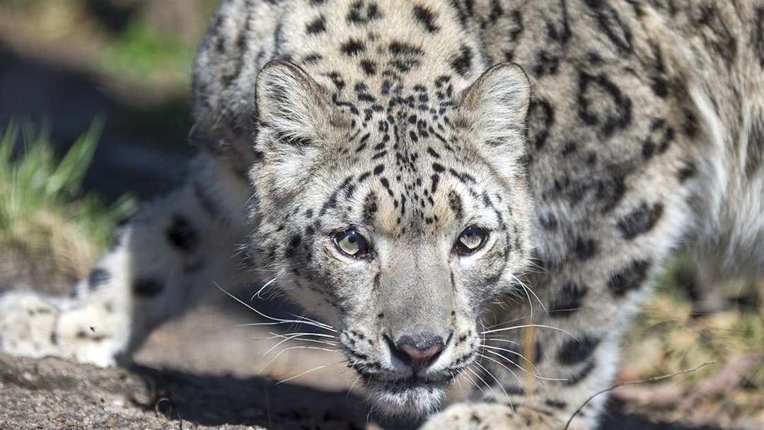 Snow leopard crouching at Central Park Zoo.