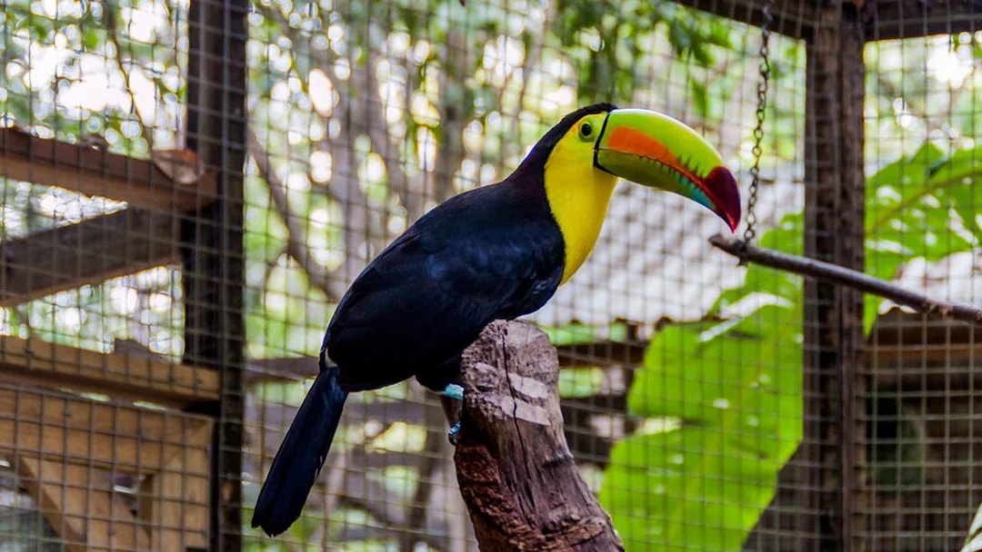 Keel-billed toucan perched at Central Park Zoo enclosure.