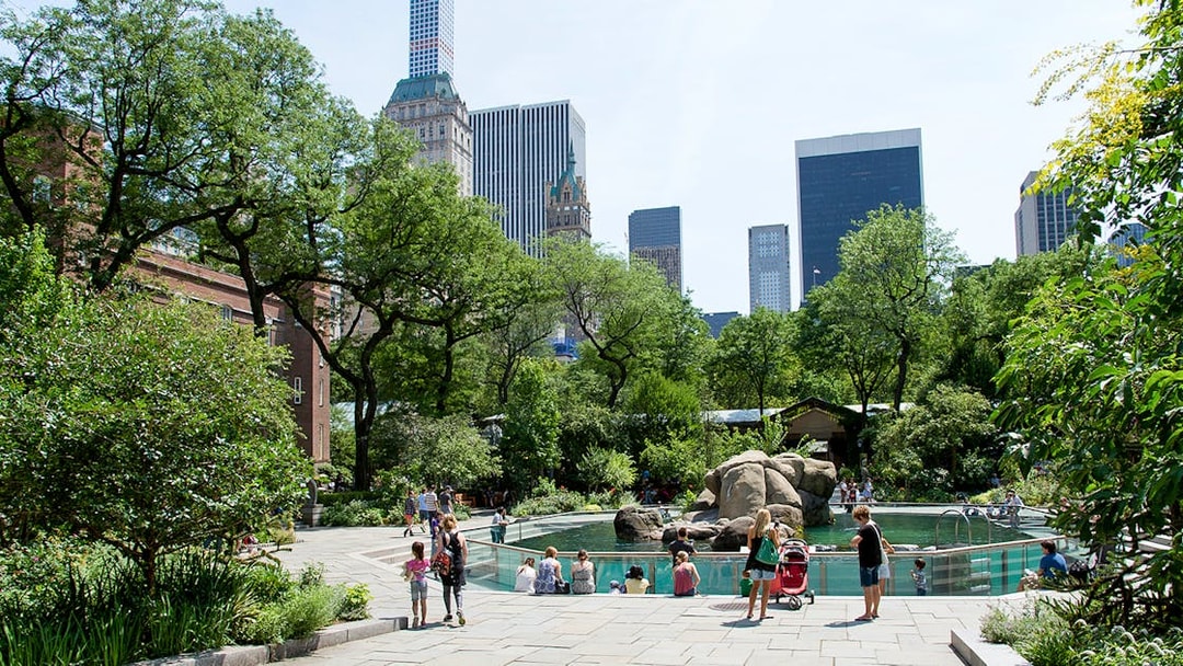 Sea lions swimming in Central Park Zoo exhibit, New York City, with visitors watching.