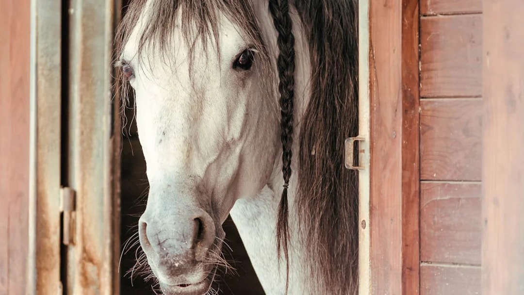 White horse with braided mane in stable at Chateau of Chantilly.