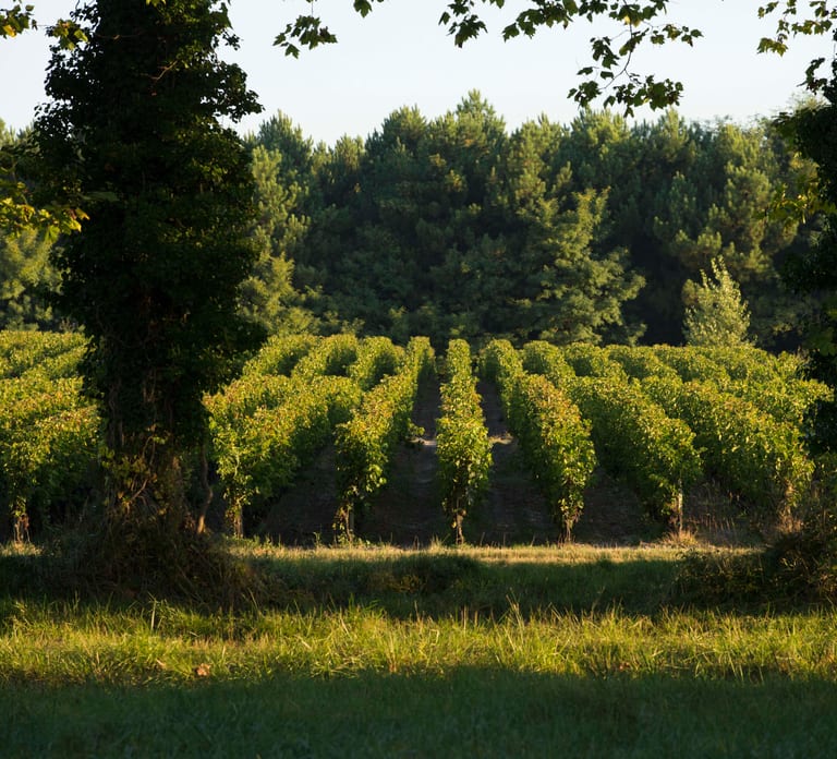 Château Olivier: One Hour Vineyard Tour with Wine Tasting