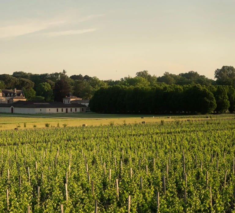Château Olivier: One Hour Vineyard Tour with Wine Tasting