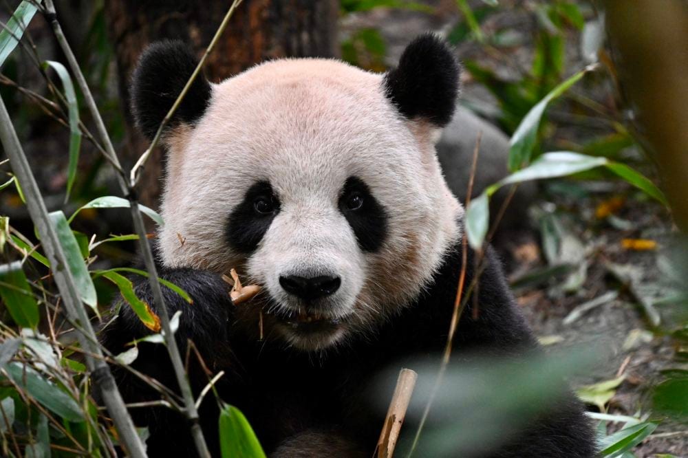 Chengdu Panda Park and Leshan Giant Buddha Daily Bus Tour with Tickets by CITS X ZANBUS