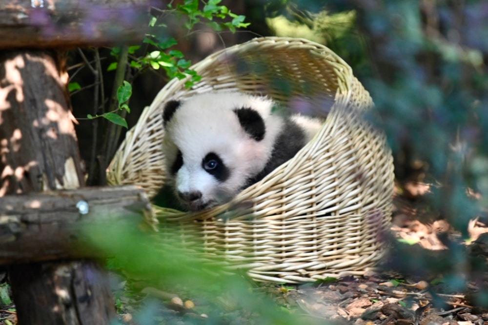 Chengdu Panda Park and Leshan Giant Buddha Daily Bus Tour with Tickets by CITS X ZANBUS