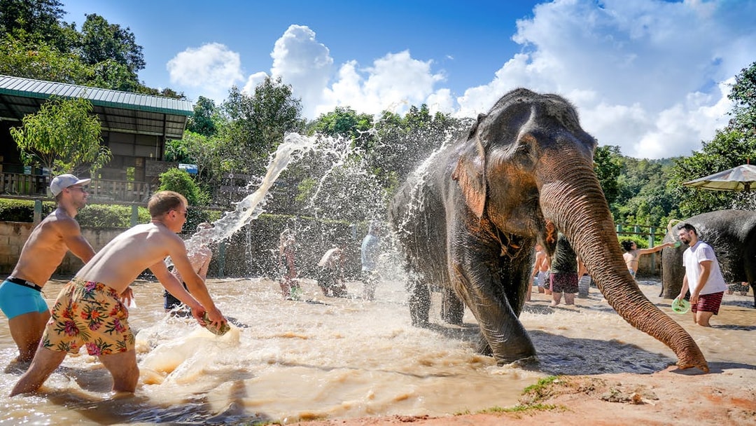 Tourists bathing elephants at Elephant Jungle Sanctuary, Chiang Mai.