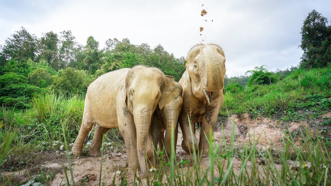 Elephants playing in mud at Elephant Jungle Sanctuary, Chiang Mai.
