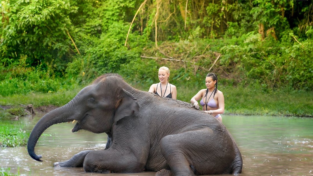 Bathing with elephants in a river, Chiang Mai.