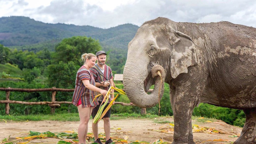 Couple feeding an elephant in a lush, mountainous area.