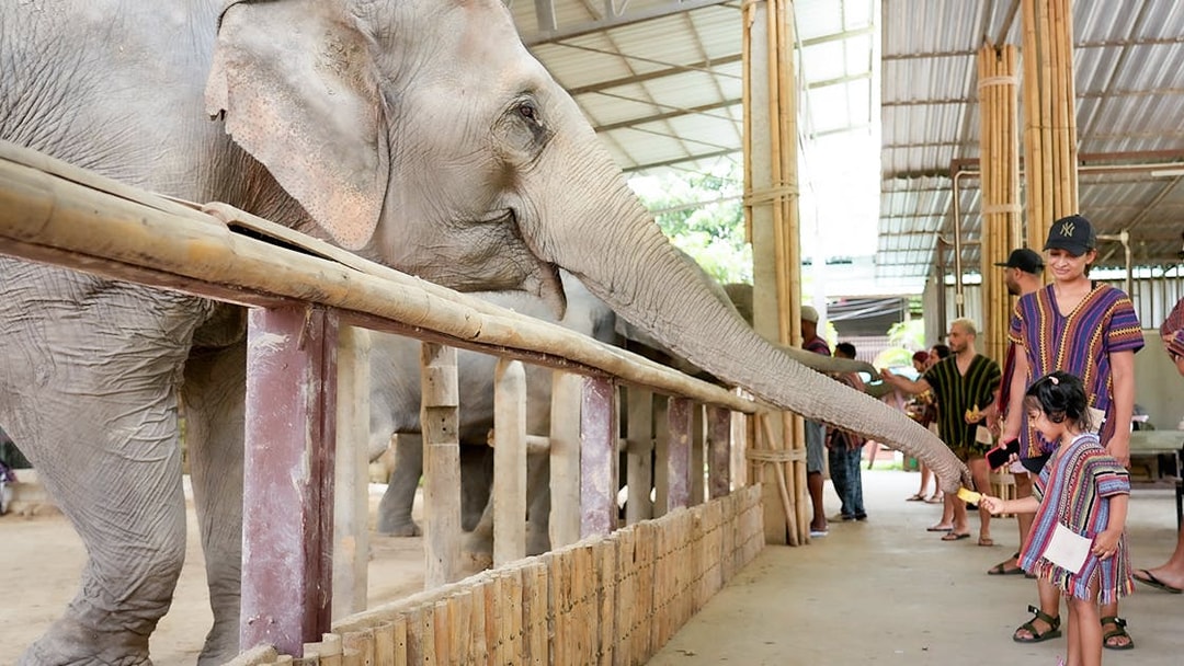 Tourists in traditional Karen clothing feeding an elephant in a sanctuary.