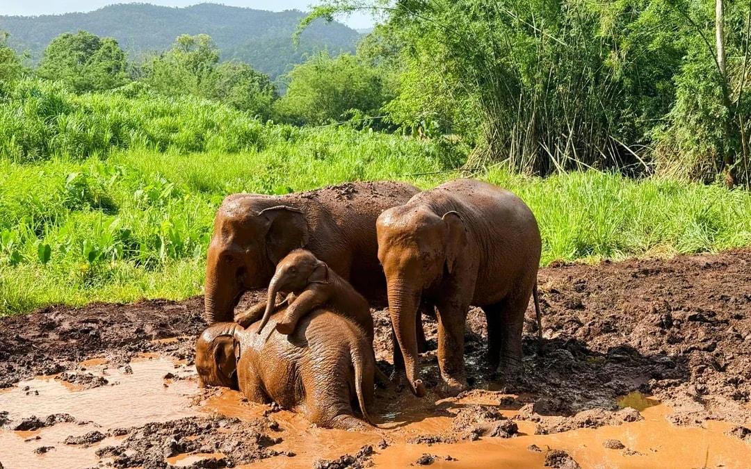 Chiang Mai: Elephant Sanctuary, Long Neck Village & Sticky Waterfall Tour Image 5