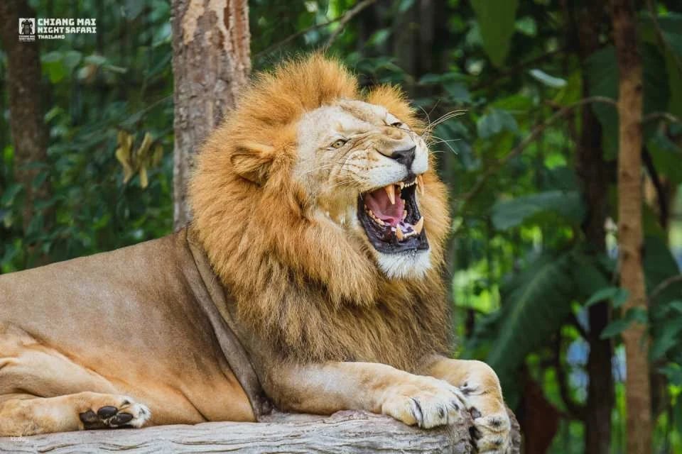 Chiang Mai Night Safari Ticket | Thailand