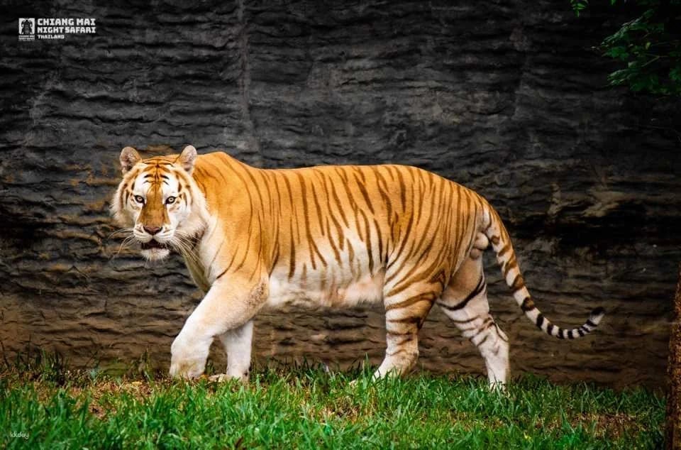 Chiang Mai Night Safari Ticket | Thailand