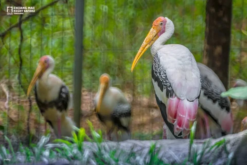 Chiang Mai Night Safari Ticket | Thailand