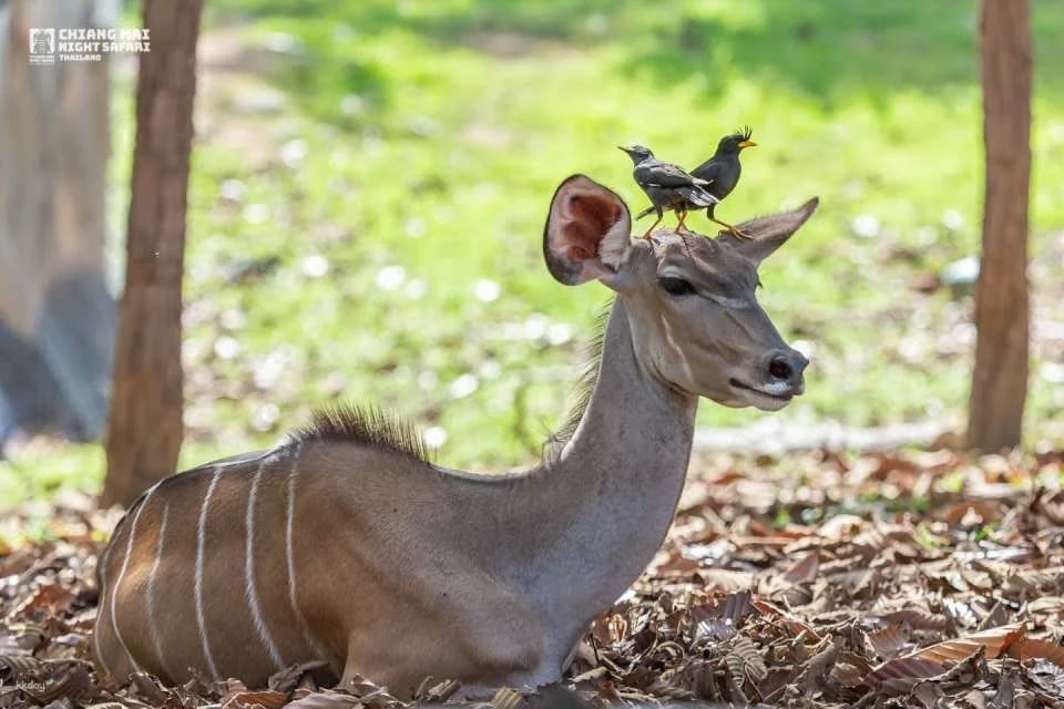 Chiang Mai Night Safari Ticket | Thailand