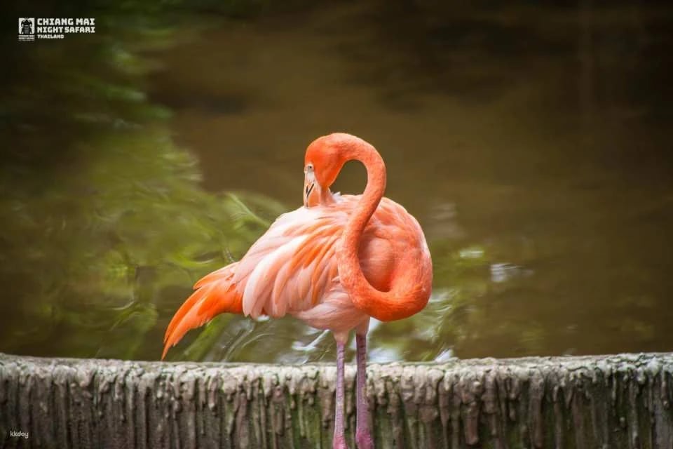 Chiang Mai Night Safari Ticket | Thailand