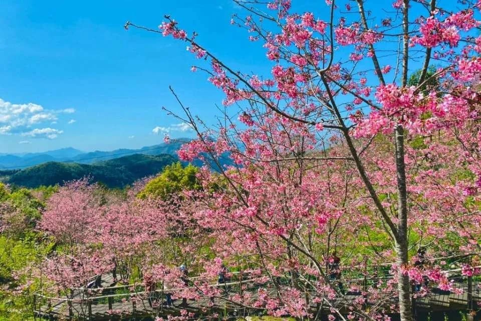Chiayi Alishan National Forest Recreation Area Tickets & Packages
