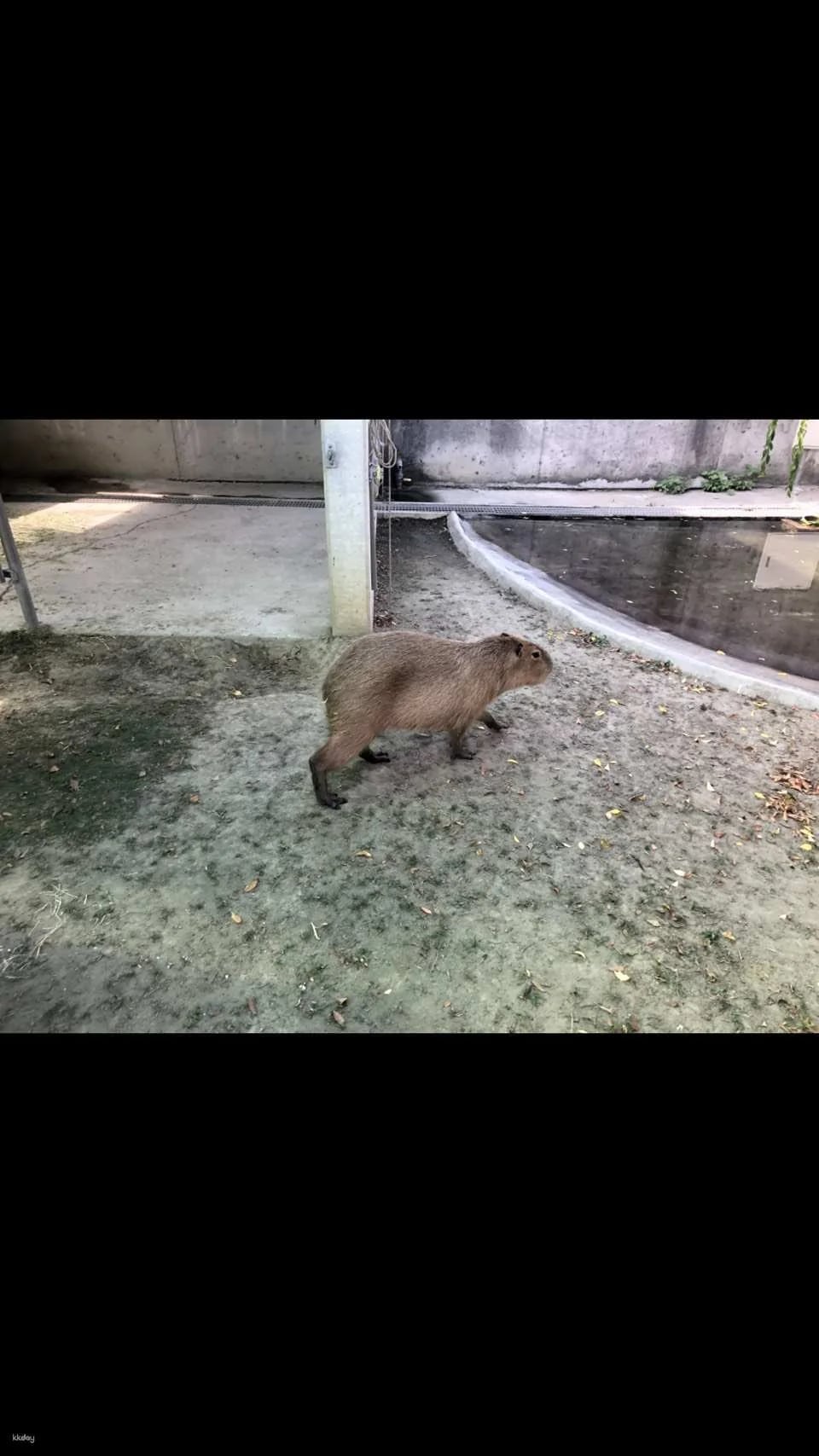 Chiayi | Three Little Pigs Tourist Farm Tickets
