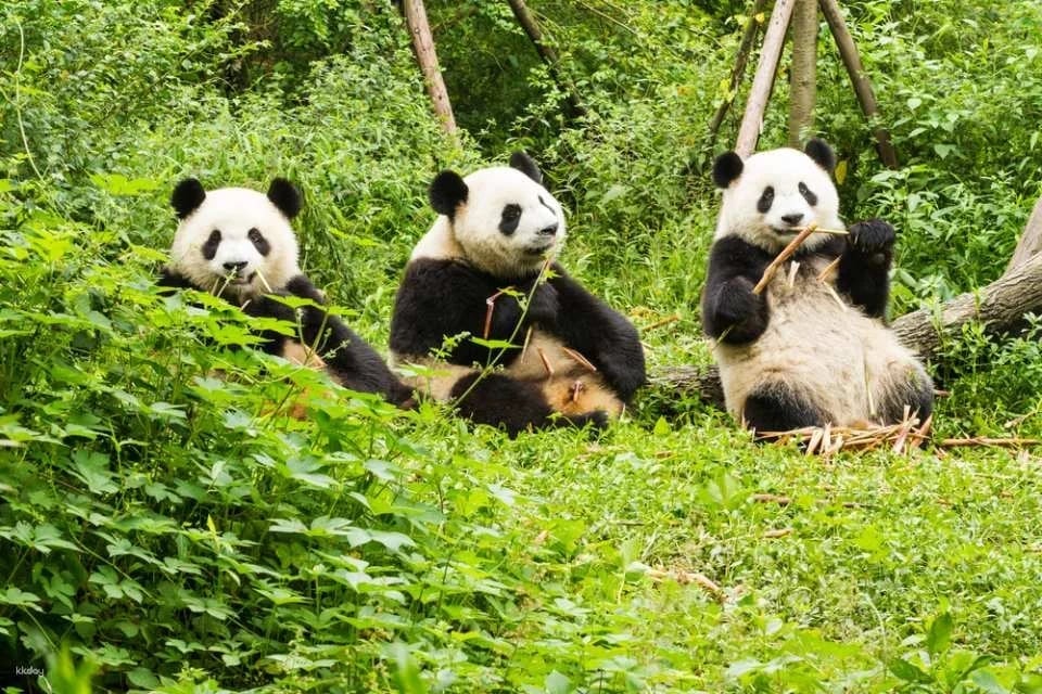 【China】Chengdu Research Base of Giant Panda Breeding