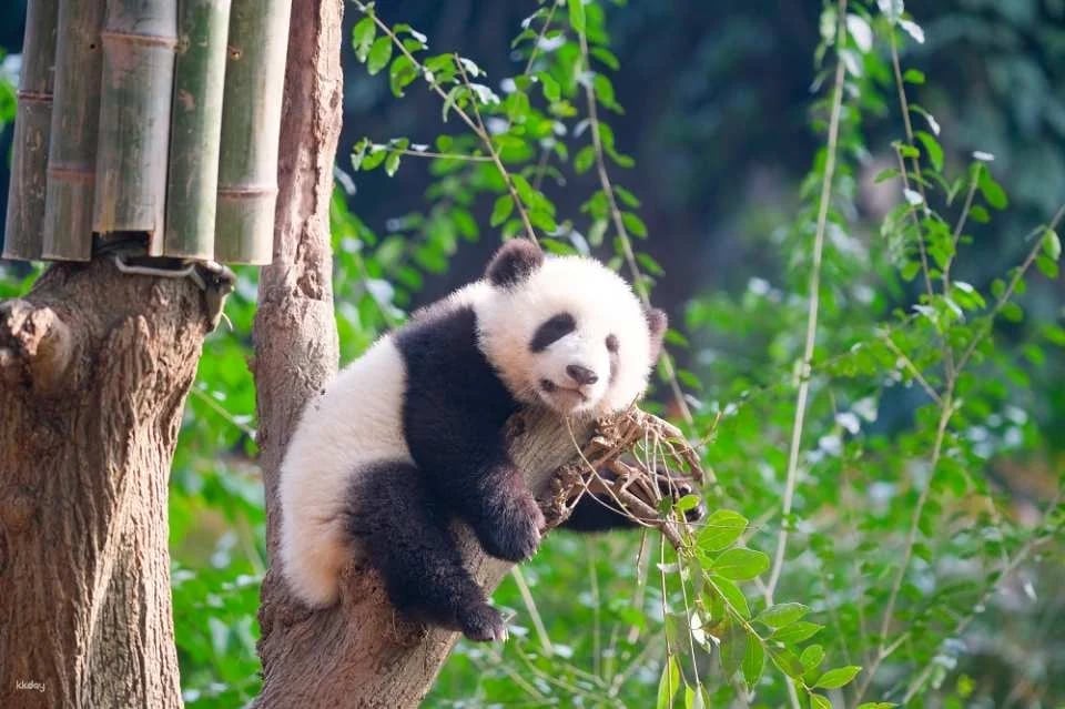 【China】Chengdu Research Base of Giant Panda Breeding