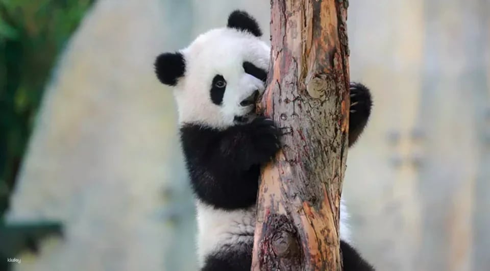 China Shanghai Wild Animal Park Ticket