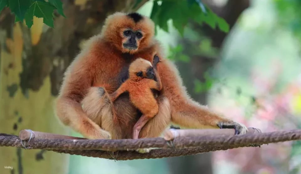 China Shanghai Wild Animal Park Ticket