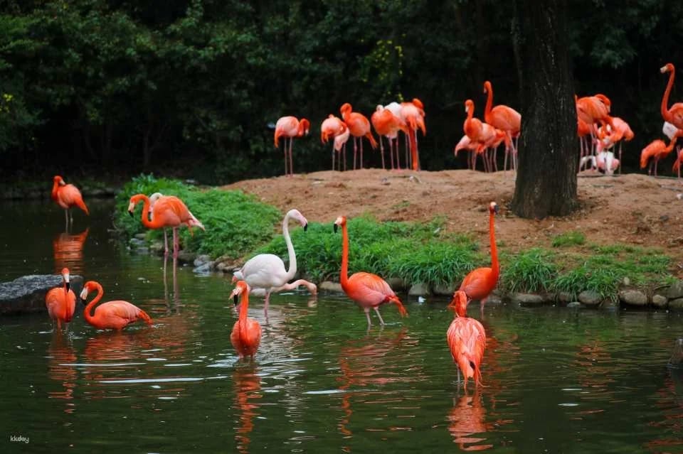 China Shanghai Wild Animal Park Ticket