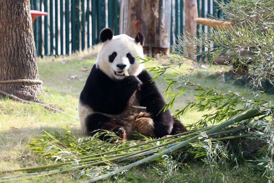 China Shanghai Wild Animal Park Ticket