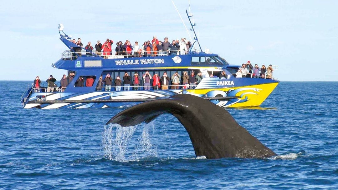 From Christchurch: Kaikoura Whale Watch Day Trip with Round-Trip Transfers
