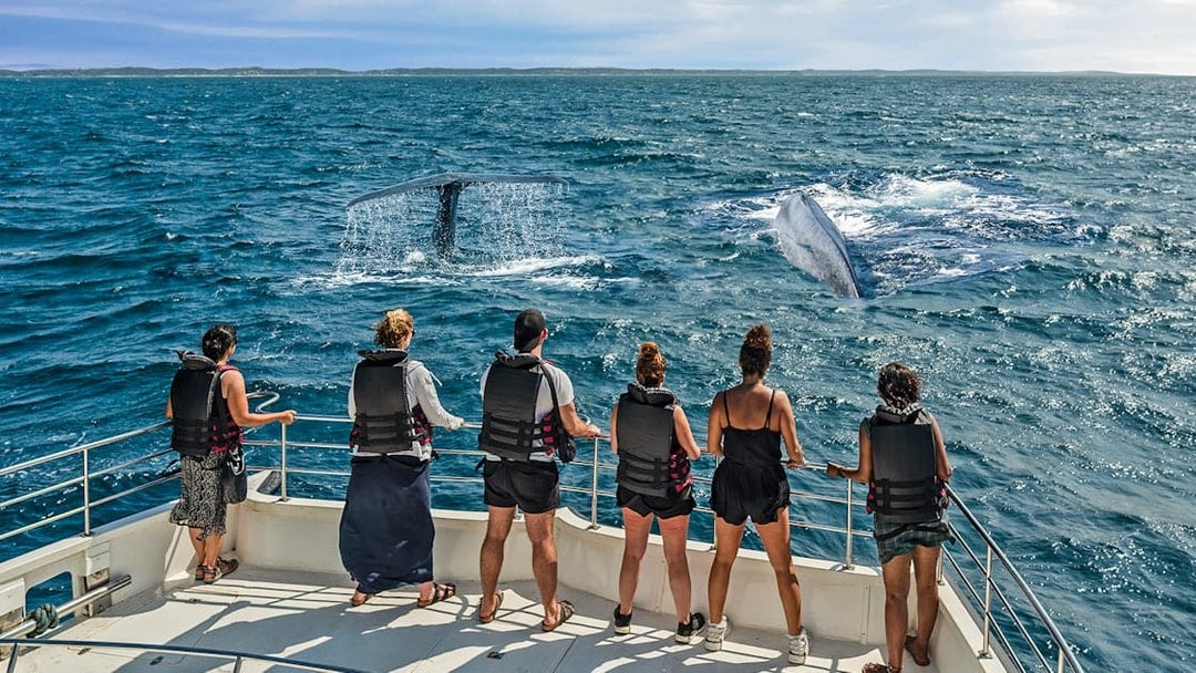 From Christchurch: Kaikoura Whale Watching Small Group Tour with Lunch
