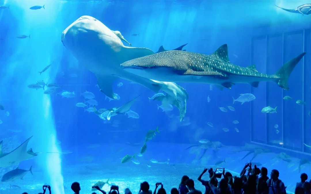 Churaumi Aquarium Direct Entry Tickets [E-Ticket] Image 1