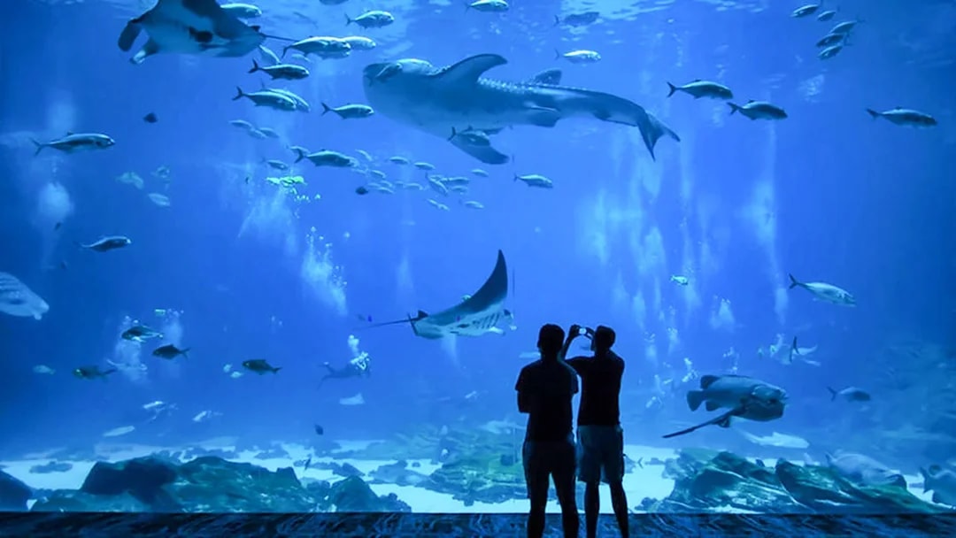 Visitors viewing marine life at Churaumi Aquarium, Okinawa.