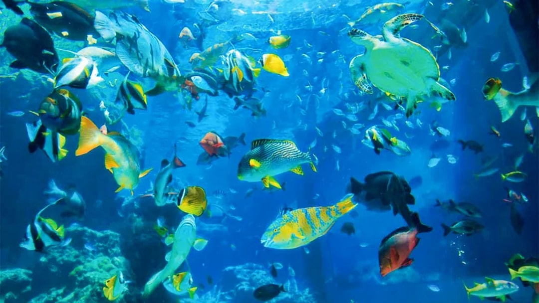 Colorful fish and a sea turtle swimming in Churaumi Aquarium, Okinawa.