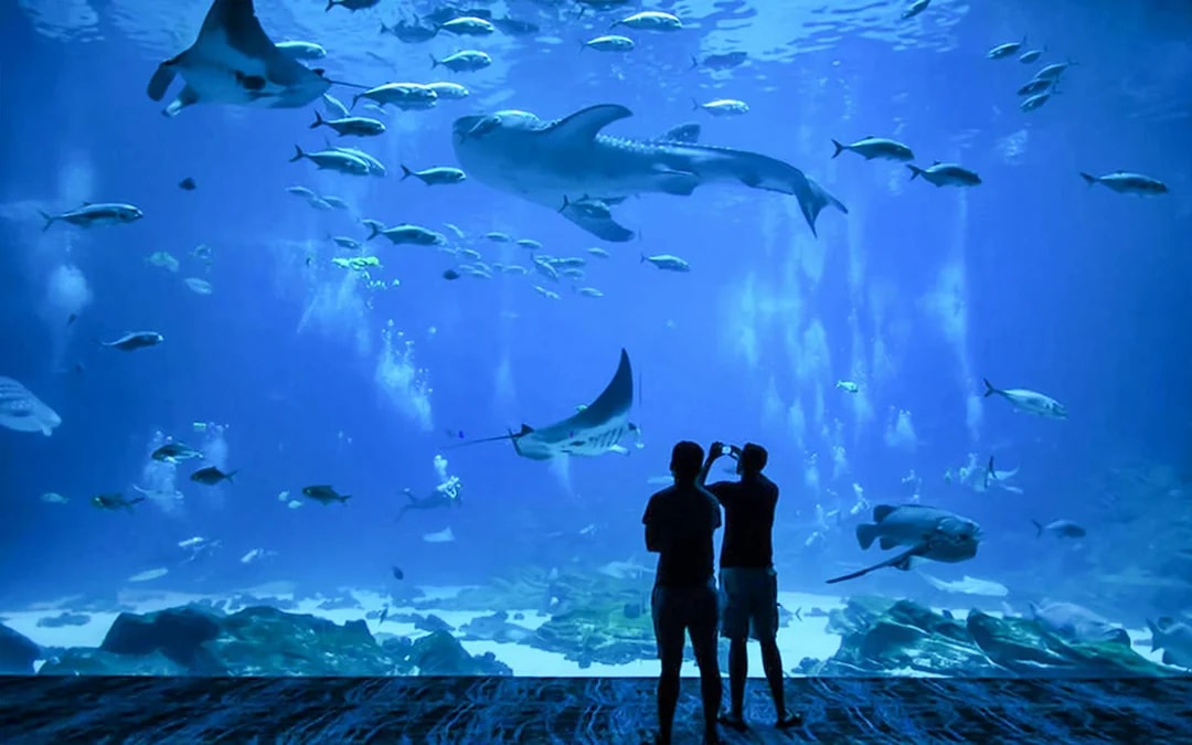 Churaumi Aquarium Direct Entry Tickets [E-Ticket] Image 4