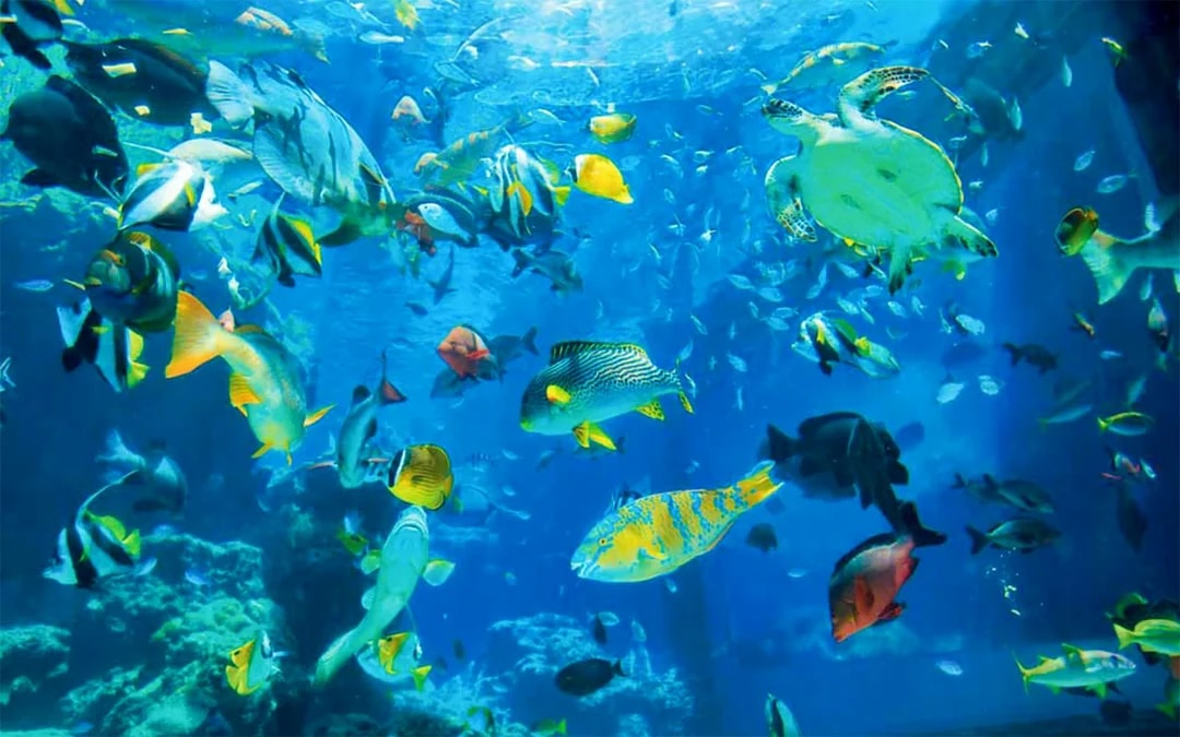 Churaumi Aquarium Direct Entry Tickets [E-Ticket] Image 5