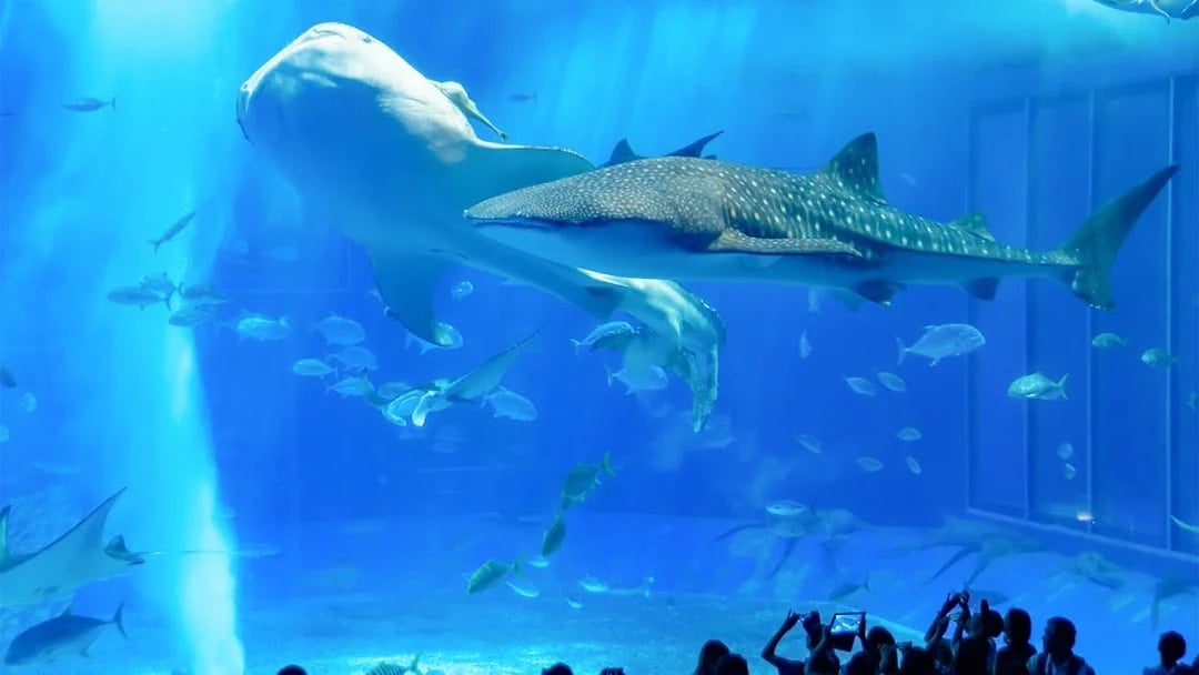 Churaumi Aquarium Direct Entry Tickets [E-Ticket]