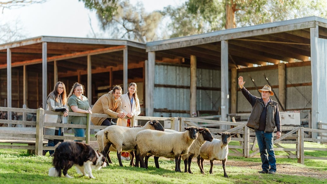 Sheep herding demonstration at Churchill Island, Phillip Island Nature Parks.
