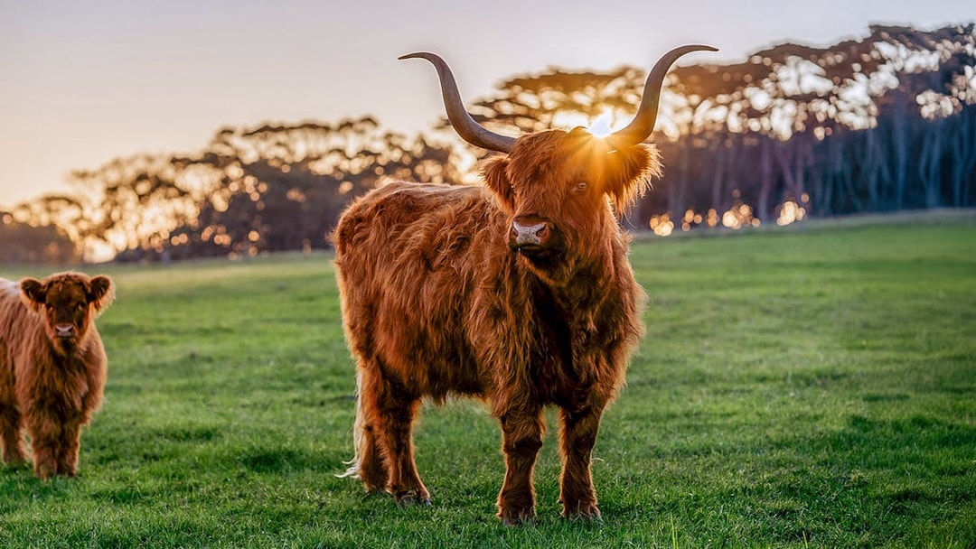 Highland cattle grazing at sunset on Churchill Island.