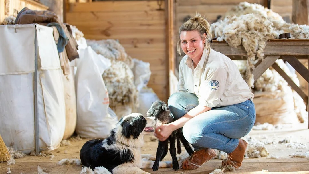 Sheep shearing demonstration with a dog and lamb at Churchill Island.