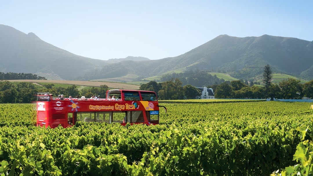 Hop-On Hop-Off bus in Cape Town vineyard with mountain backdrop.