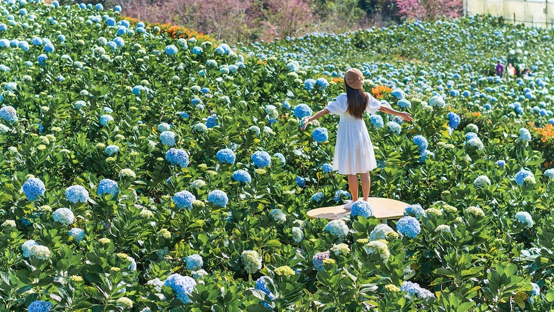 Girl standing in a hydrangea garden in Dalat, Vietnam.