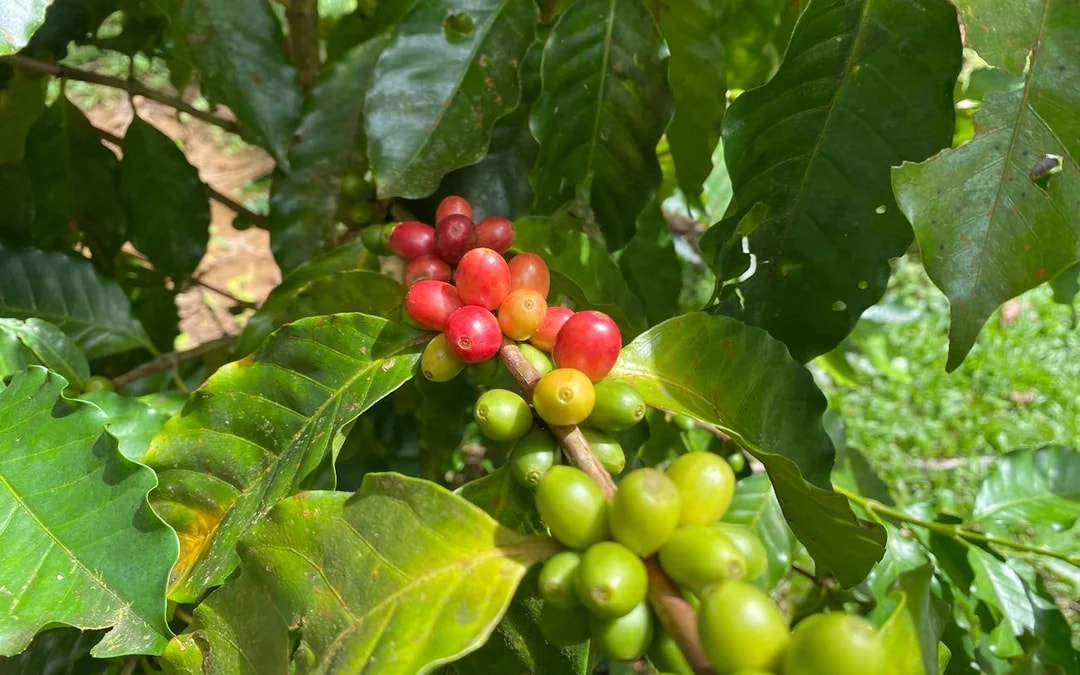 Coffee, Cacao, and Vanilla Organic Farm Tour with Animal Encounters and Farm-to-Table Lunch Image 9