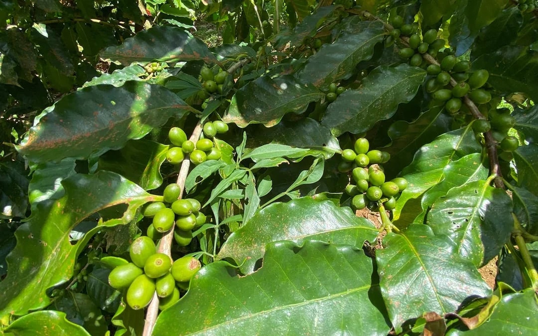 Coffee, Cacao, and Vanilla Organic Farm Tour with Animal Encounters and Farm-to-Table Lunch Image 10