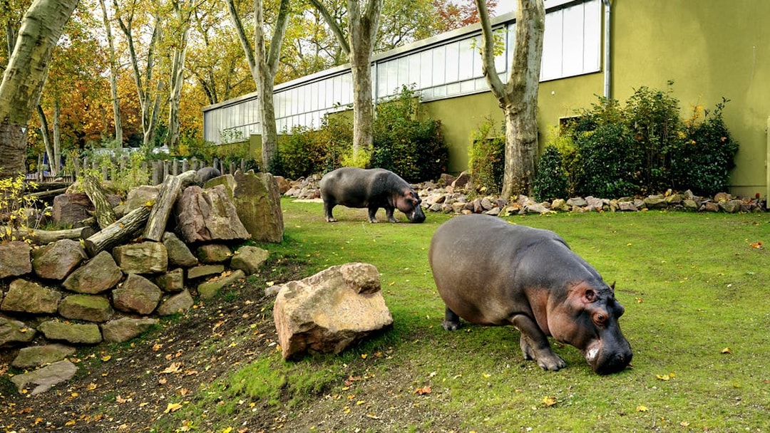 Hippopotamus grazing in the outdoor enclosure at Cologne Zoo.