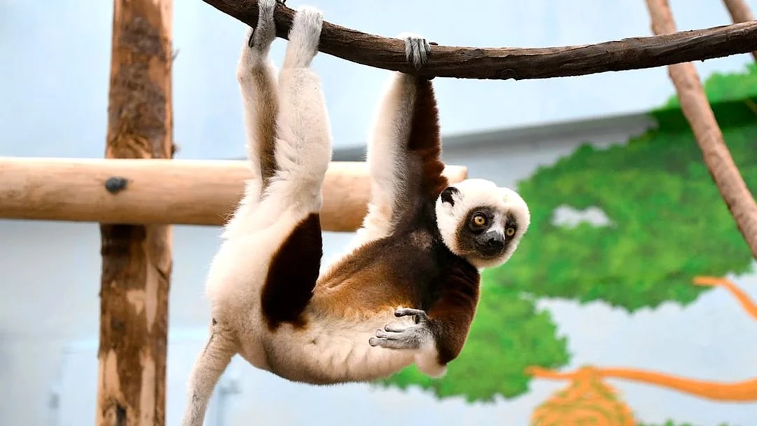 Coquerel's Sifaka hanging from a branch at Cologne Zoo.