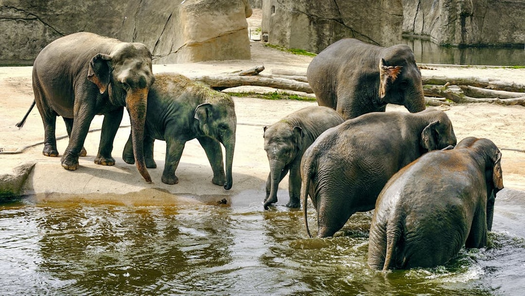 Elephants near a water area at Cologne Zoo.