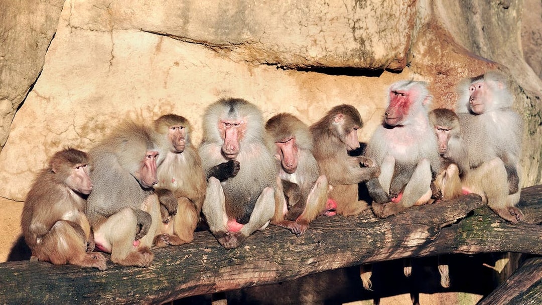 Baboons sitting on a log inside Cologne Zoo enclosure.