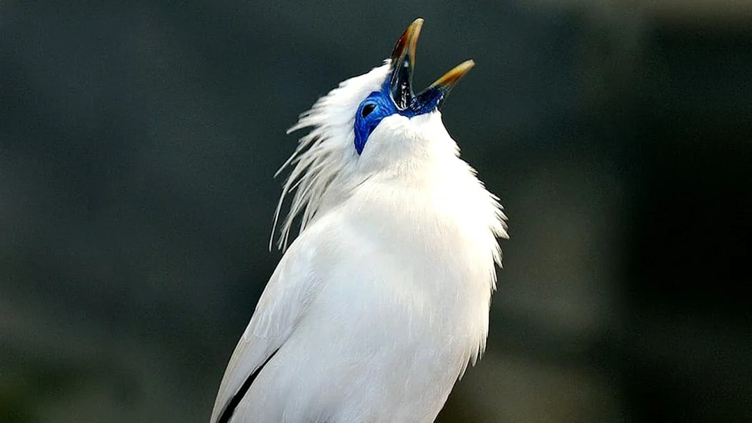Bali Starling bird singing inside Rainforest house at Cologne Zoo.