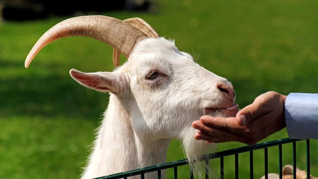Goat being petted at Clemenshof, Cologne Zoo.