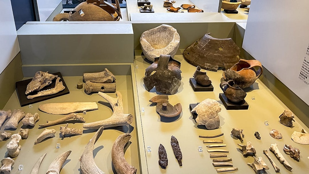Colosseum Museum artefacts display with ancient pottery, bones, and tools.