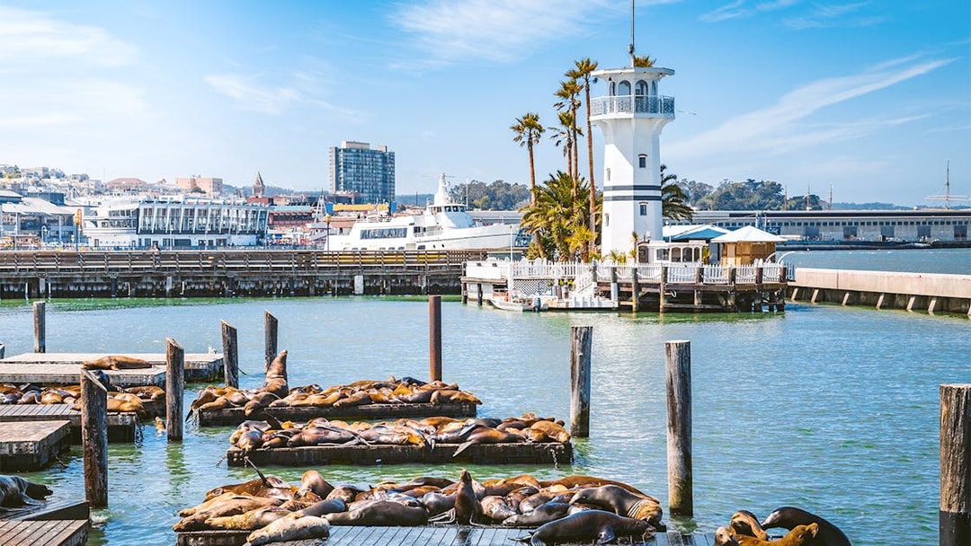 Sea lions resting on docks at Pier 39, Fisherman's Wharf, San Francisco, California.